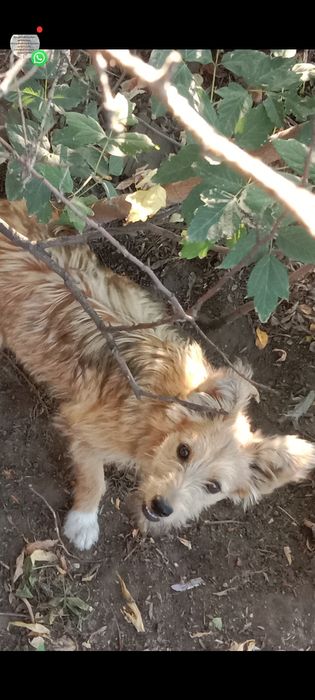 Отдадим в самые лучшие руки щенков.