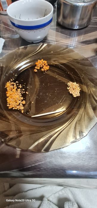 Ardei iute  Aji charapita