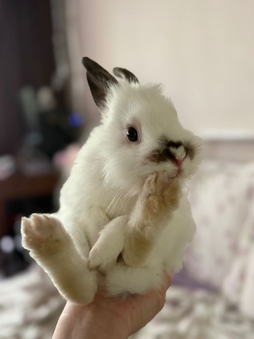 Декоративный кролик