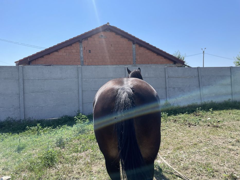 Vand iapa gestanta de 4 ani