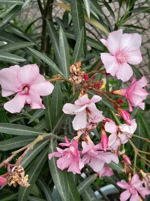 Продажа цветы Олеандр