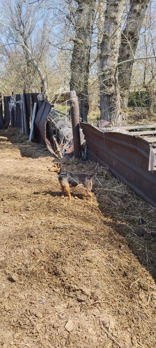 Продам Ягтериера