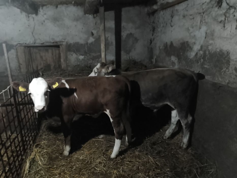 Vând viței rasa bălțați