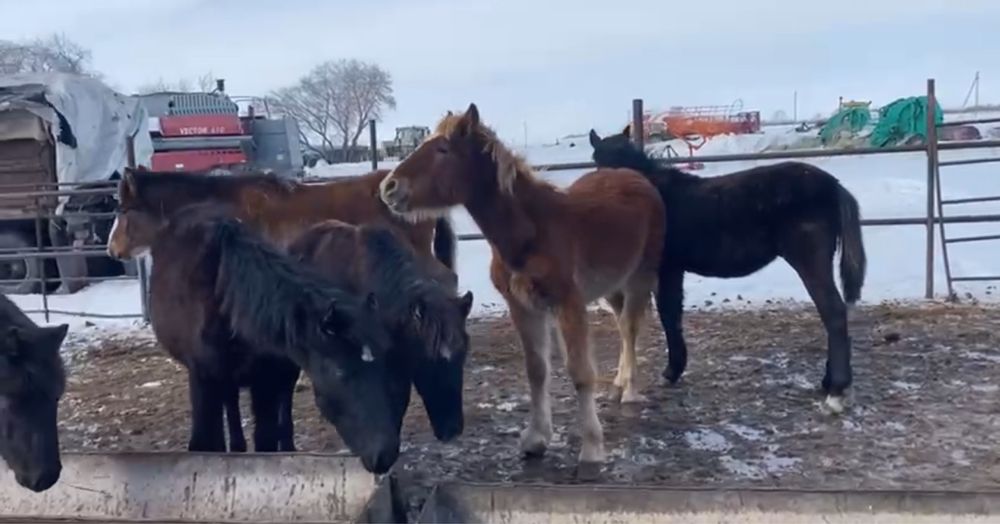 Молодняк с откорма жеребята
