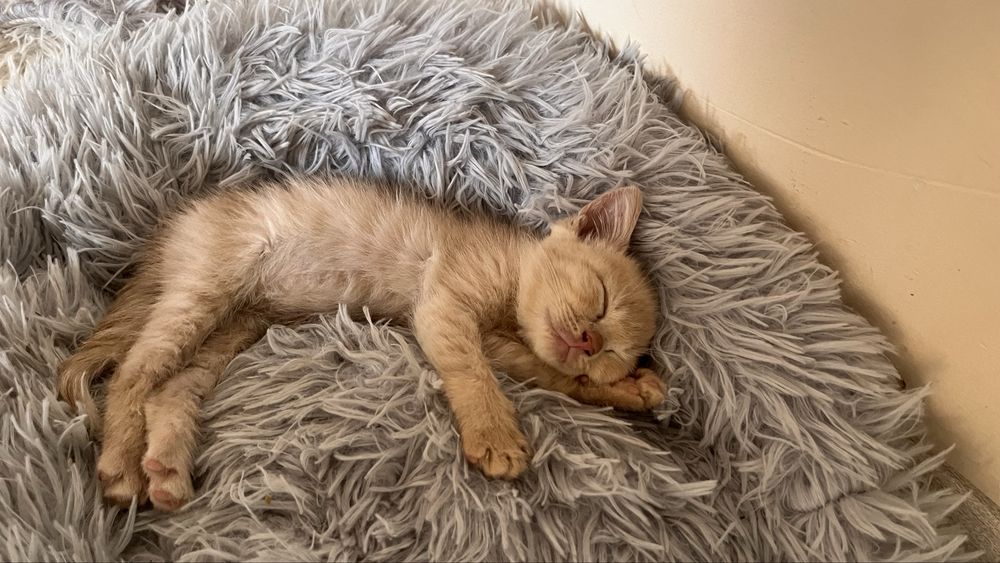 Котята от британца