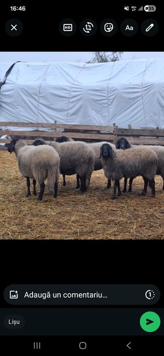 Vand oii metis bulgaresc cu sarbesc