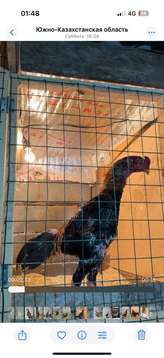 Майски шамо веетнам микс