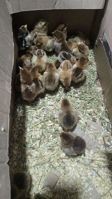 Балапандар сатылады