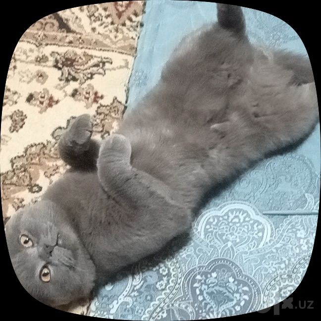 British Shorthair mushuk