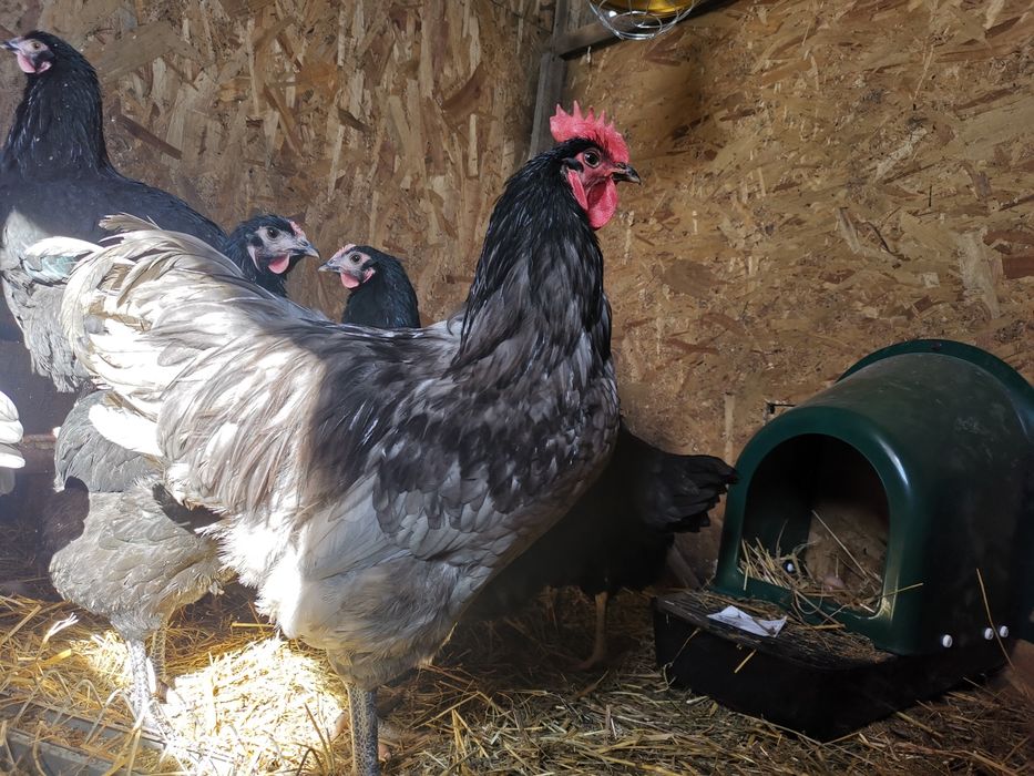 Oua de incubat din gaini de rasa Australorp