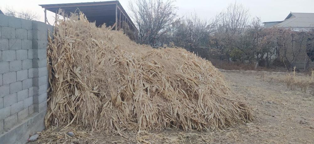 Жүгері пая сатылады