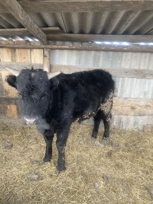 Продам бычка на откорме