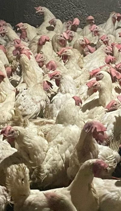 Продаётся куры-несушки