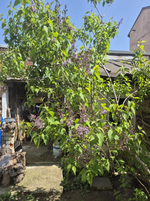 Liliac violet pentru grădină