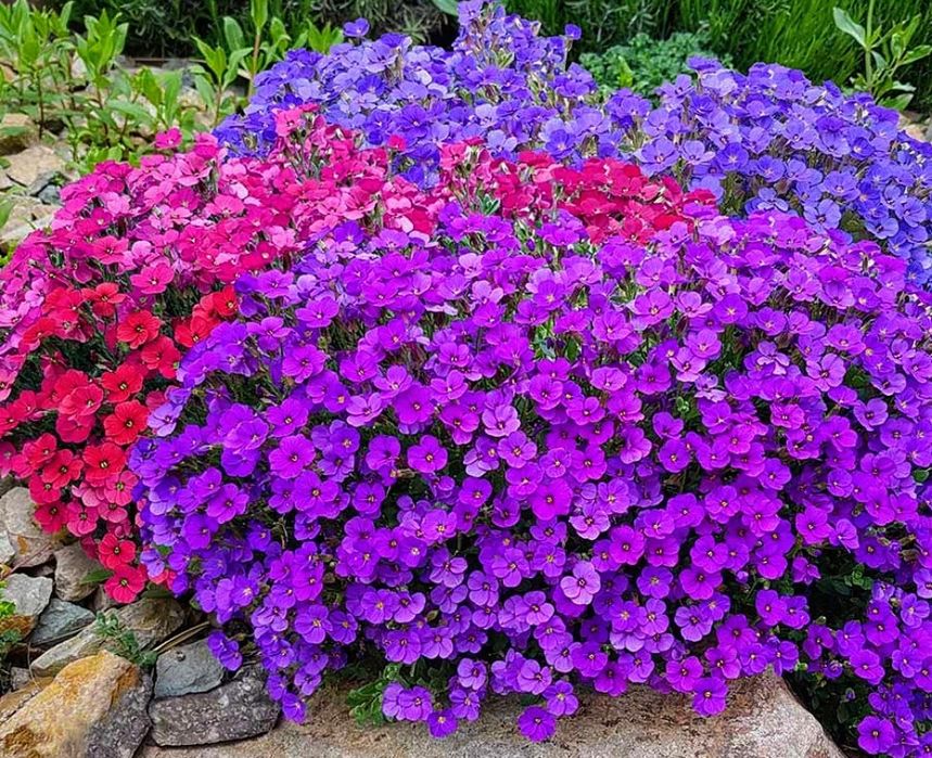 Предлагам разсад от многогодишни цветя