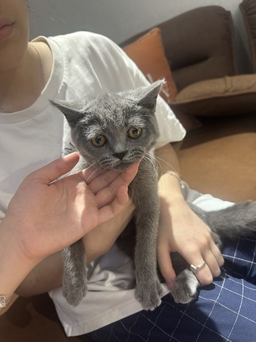 Кот Скотиш страйт