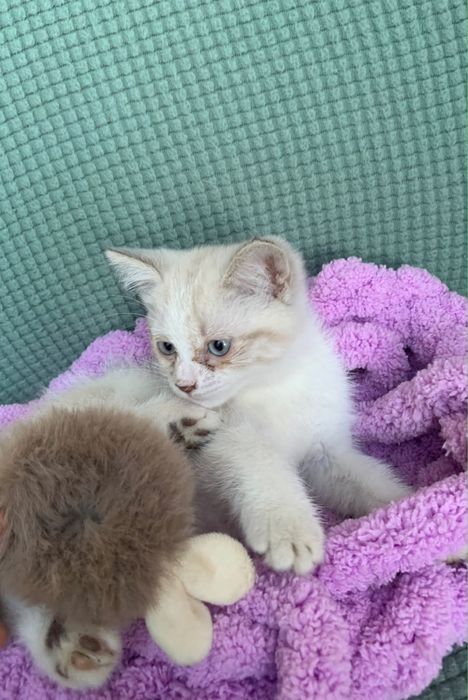 Котята бесплатно