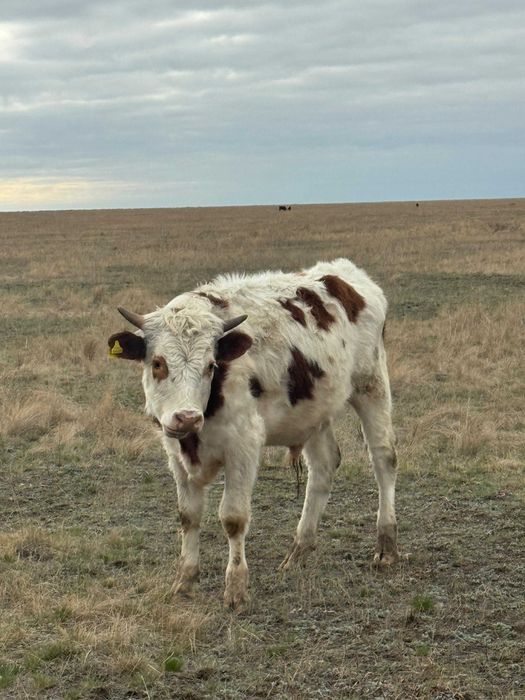 Продаются бычки пароды Симментал