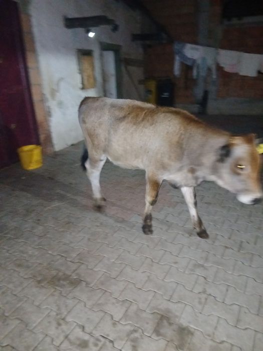 Vitea de 6 luni 200 kg in viu