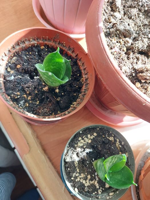 Детки сансивиерии ханни