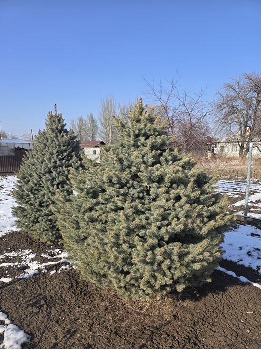 Сизо-голубые ёлки