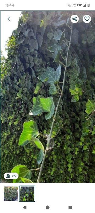 Vând iedera tot anul verde