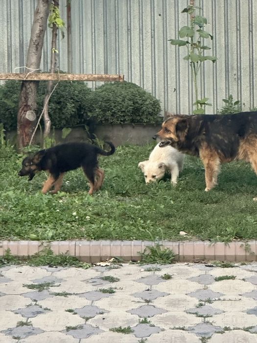 Отдам щенять в добрые руки