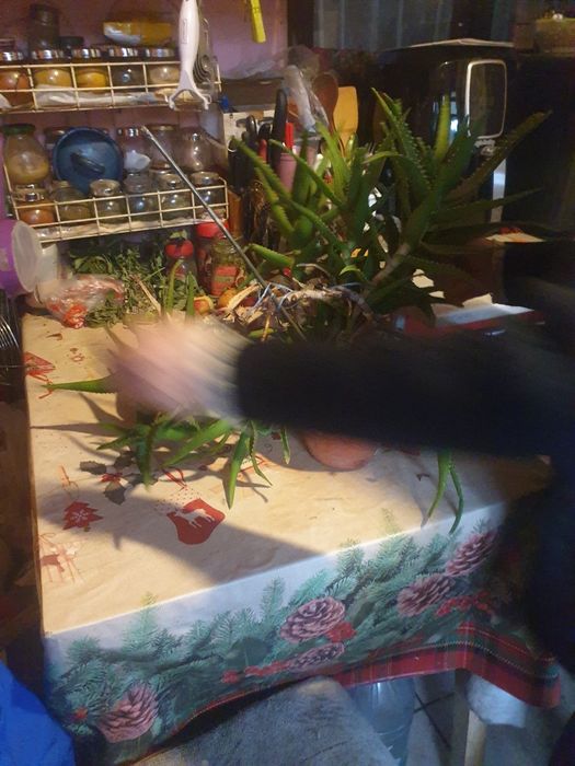 Vând aloe Vera doar trebuie schimbat ghiveciului ca este prea mic