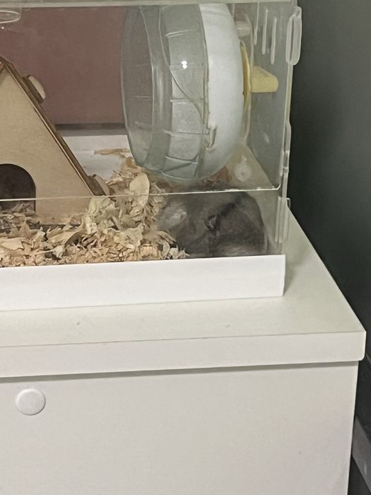 хомяк вместе с ДВУМЯ клетками