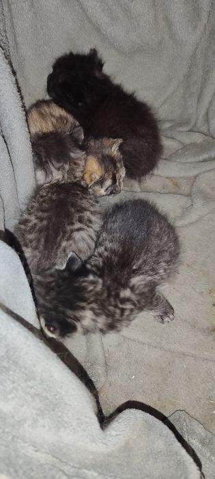 кошки с котятами