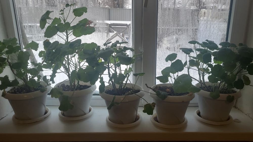 Цветы домашние, разные