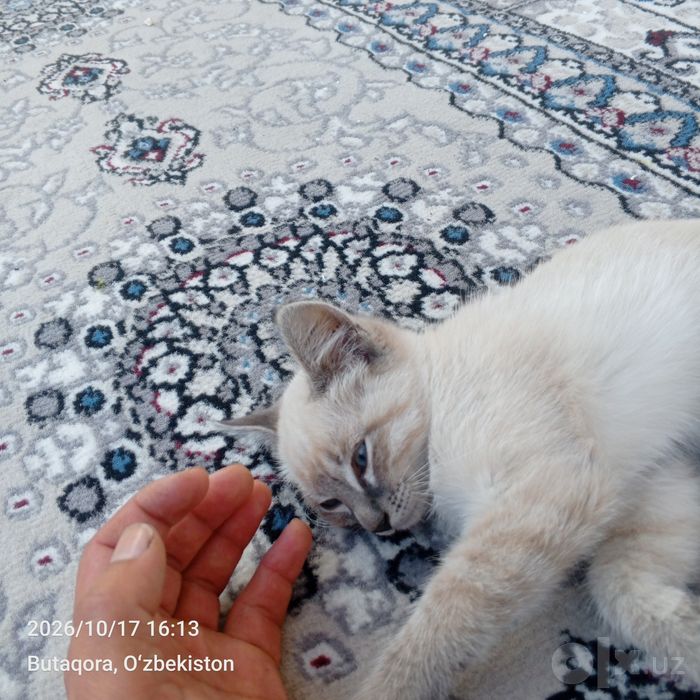 Mushuk  6 oylik  paroda