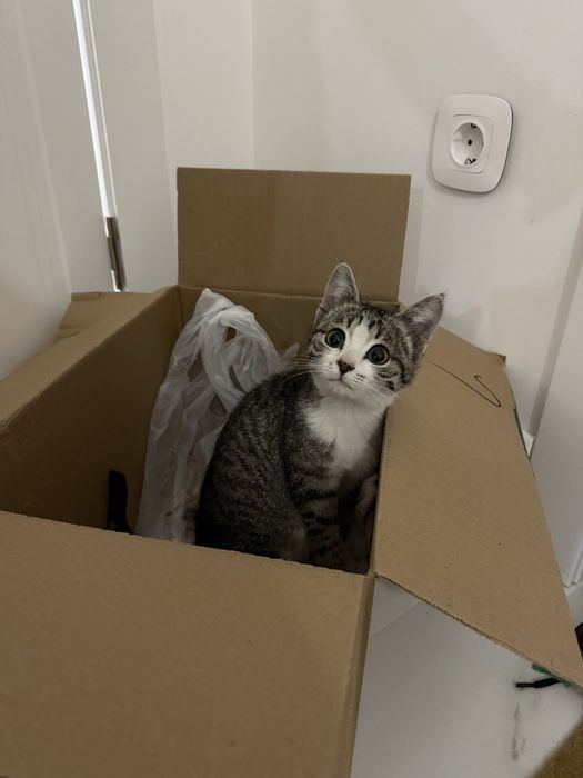 Котенок в добрые руки