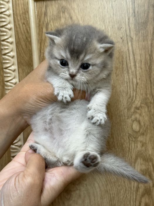 britanskiy toza qon mushuk mushukcha британский котенок britain kitten
