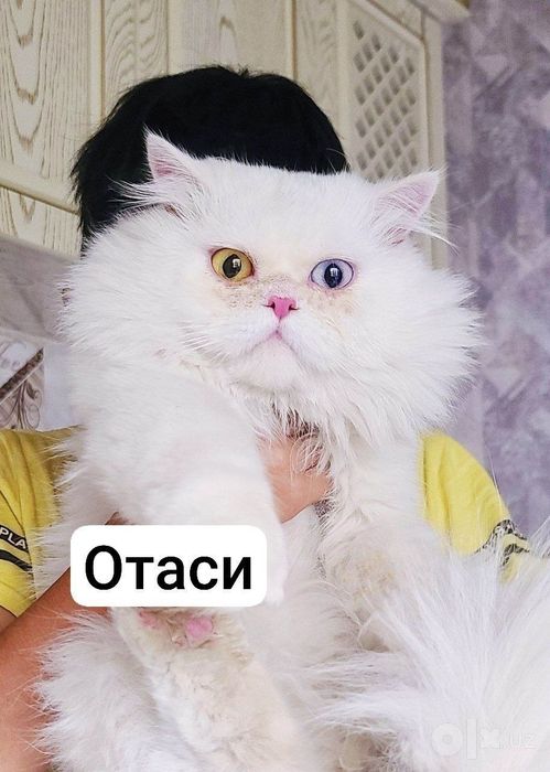 Скотиш страет хеланд вияскага