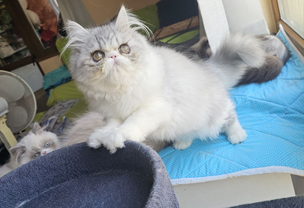 Персийски котенца