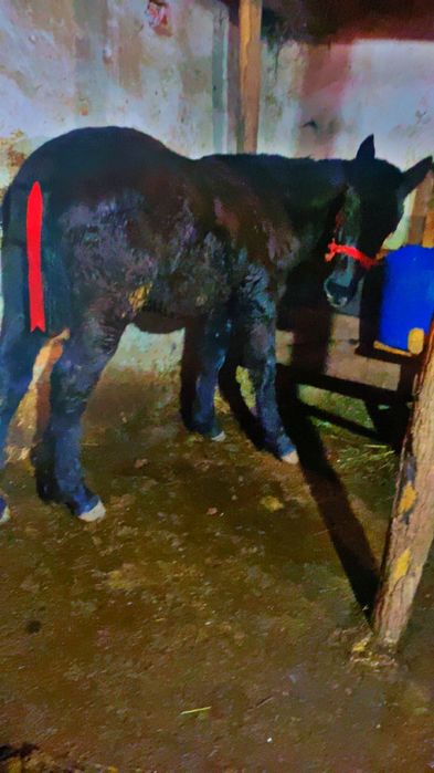 de vanzare manz de 6 luni