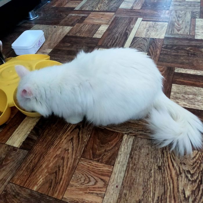 Хранительница уюта кошечка Беляшка для  вашего дома (девочка)