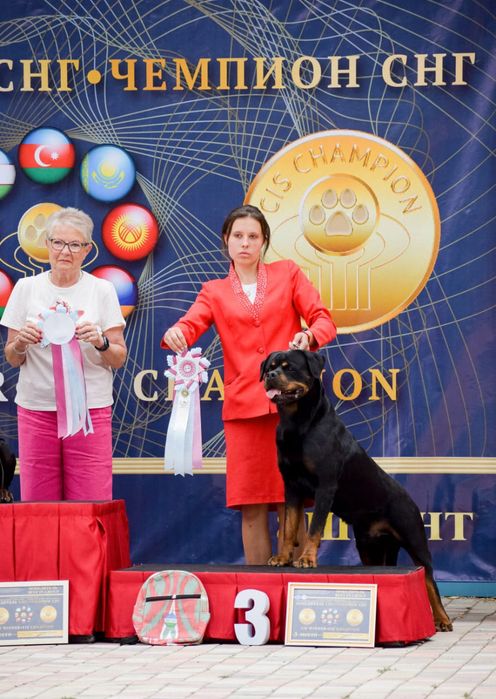 Ротвейлер вязка, Интернациональный Чемпион!