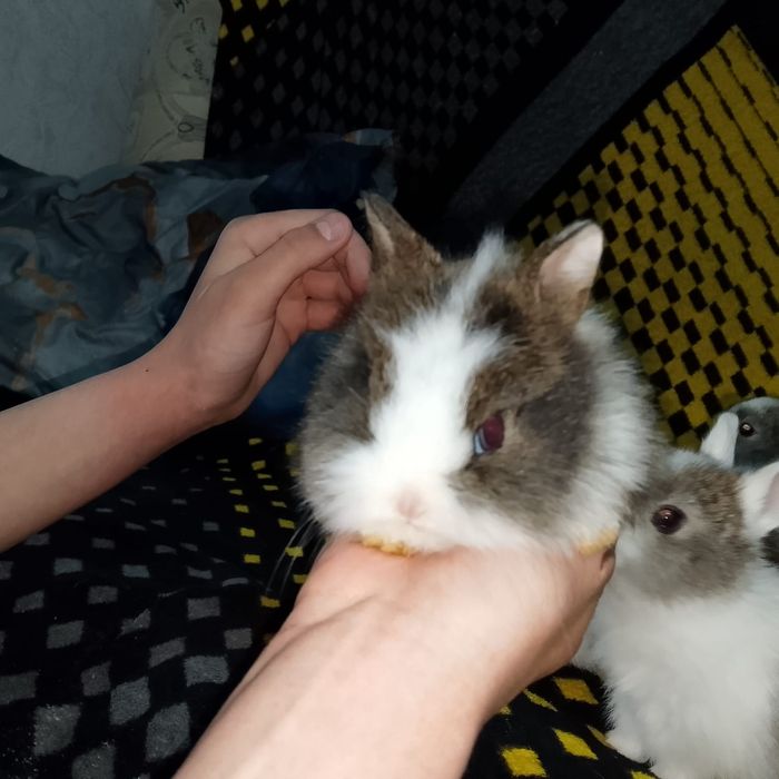 Продажа карликовых крольчат