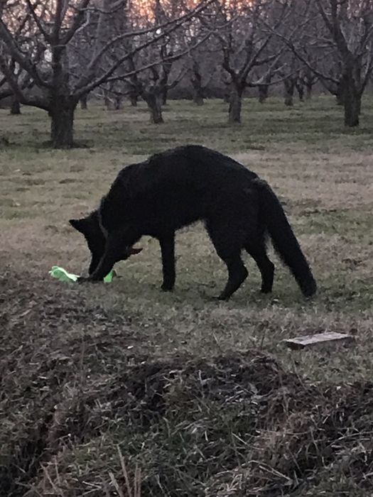 Britain’s Afcharka 2 yow sotiladi 100% Soglom