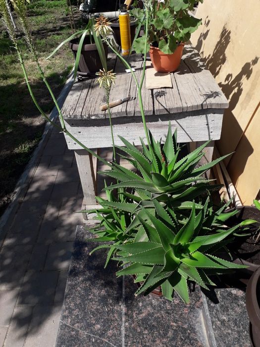 Vînd aloe foarte bine dezvoltat