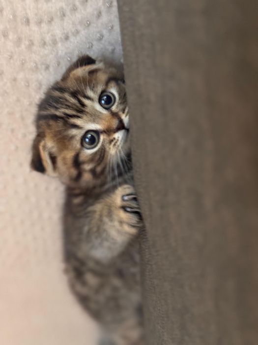 Шотландский вислоухий котенок