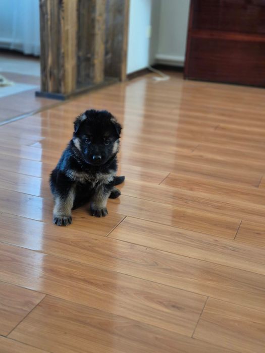 Продам щенков немецкой овчарки