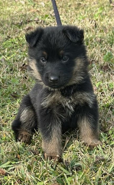 Ciobanesc German fetita