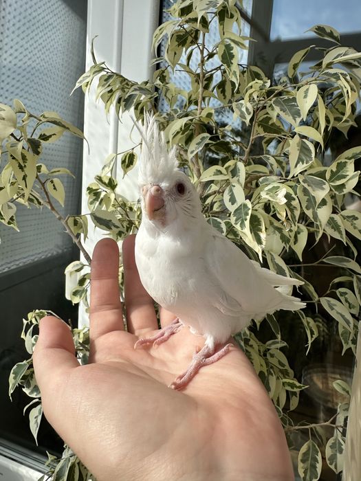 Белая корелла птенцы