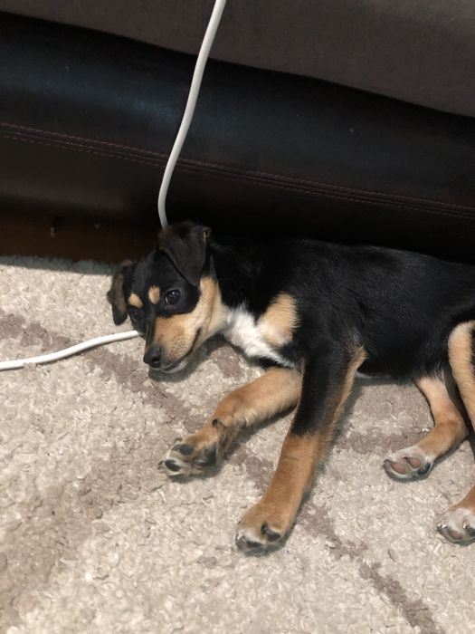 Отдам собачку 6месецев