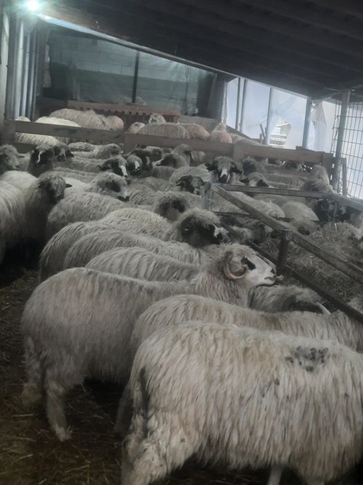 Vand oi cu miei Arges