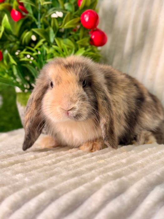 Dekorativ quyon bolalari sotiladi,Karlik baran mini quyonlar