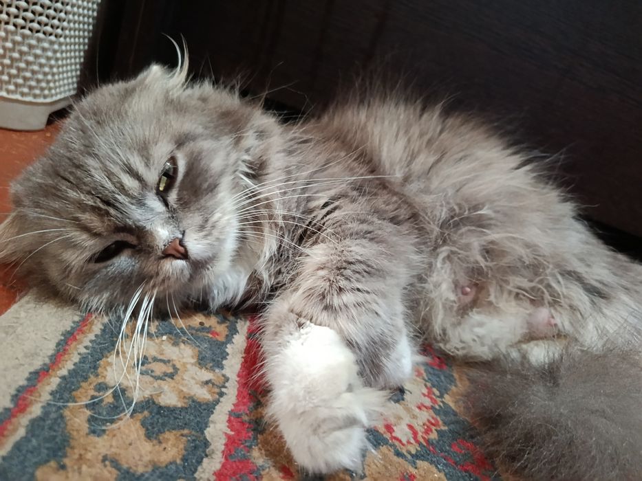 Отдам котят девочки